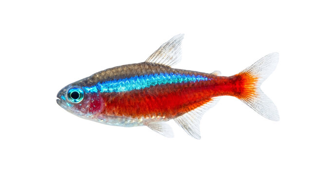 Neon tetra fish isolated on white background, vibrant tropical freshwater aquarium fish, colorful Paracheirodon innesi with blue and red stripes