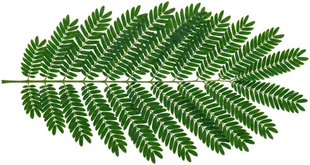 Green fern leaf branch. © Ulin
