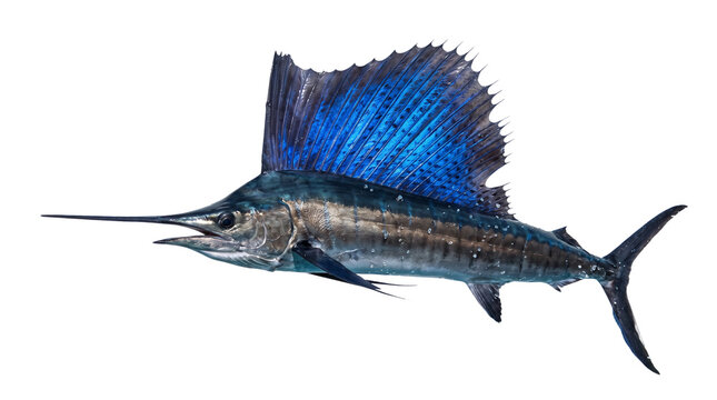 Atlantic sailfish with vibrant blue dorsal fin isolated on white. Majestic billfish trophy fish for sport fishing and marine life concepts.