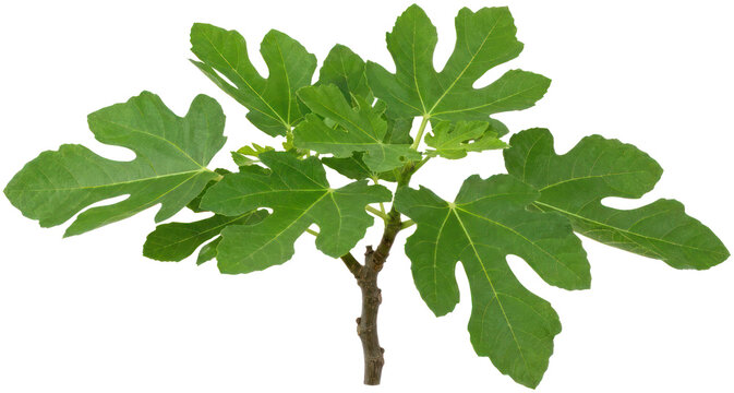 Green fig tree leaf isolated on black background.