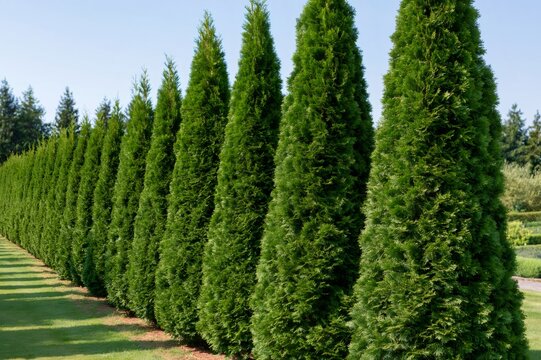 Green arborvitae thuja hedge line landscaping garden