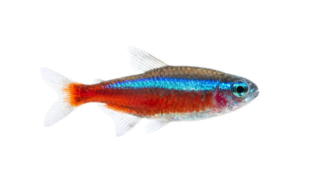 Neon tetra fish isolated on white background, vibrant blue and red tropical freshwater fish, colorful aquarium pet macro photography