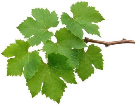 Green grape leaves on branch against black background