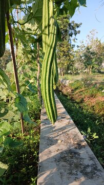 Young fruit of Luffa acutangula 
