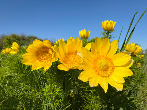 Adonis vernalis perennial flowering plant spring adonis, yellow pheasant's eye, false hellebore.