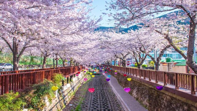 Yeojwacheon stream in spring, Jinhae, South Korea.(zoom in.mov)