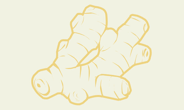 Doodle ginger root hand draw retro 