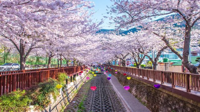 Yeojwacheon Stream in spring, Jinhae, South Korea. (zoom out.mov)