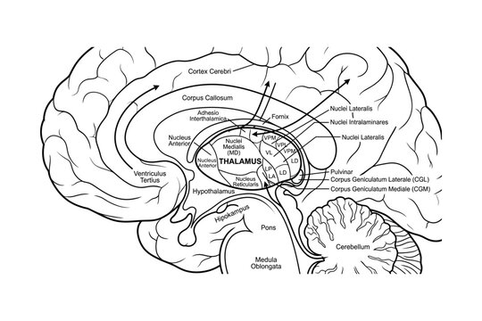 Thalamus Anatomy Medical Diagram