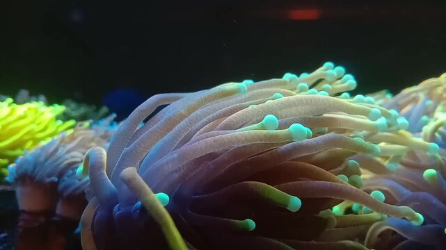 Coral reef with long torches waving in the aquarium 