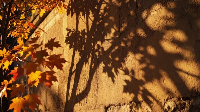 Golden autumn maple leaves casting long swaying shadows on rustic textured wall in motion video footage