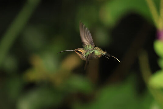 The green hermit (Phaethornis guy) is a large hummingbird. This photo was taken in North Peru.