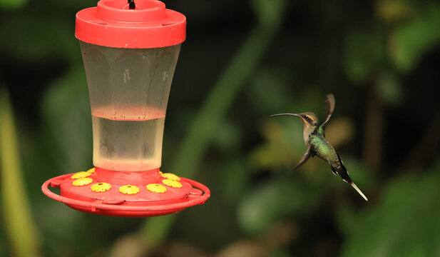 The green hermit (Phaethornis guy) is a large hummingbird. This photo was taken in North Peru.
