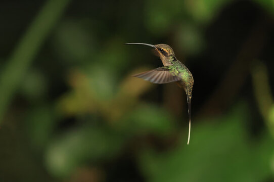 The green hermit (Phaethornis guy) is a large hummingbird. This photo was taken in North Peru.