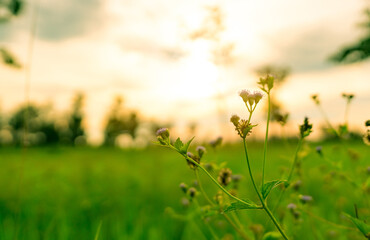 Fototapeta premium Small wildflower blooming in a green meadow during golden sunset, delicate flowering plant growing naturally in grassland with soft evening sky, peaceful nature and seasonal growth concept