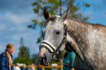 Portrait of a gray horse wearing a fleece padded halter outdoors © Edijs