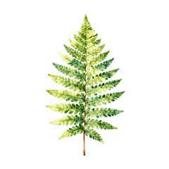 Obraz premium Single fern frond with detailed leaves painted in watercolors on a white background