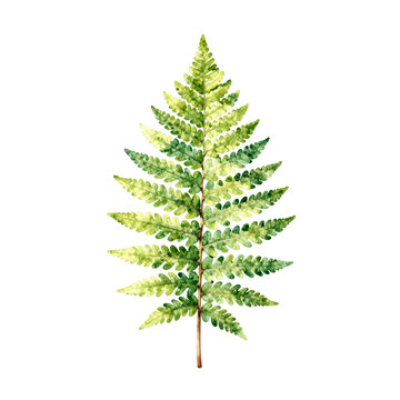 Single fern frond with detailed leaves painted in watercolors on a white background