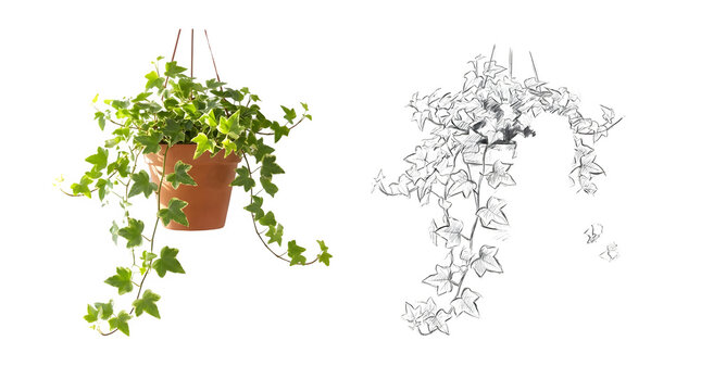 English ivy hanging plant in terracotta pot, green trailing ivy vine with line art sketch, botanical houseplant on white background