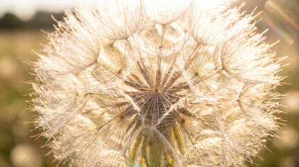 Fototapeta premium Macro Shot of Dandelion Seed Head Pappus with Golden Sun Backlight