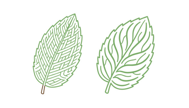 Two stylized green mint leaves showing artistic geometric and wavy vein patterns over a clean white background.