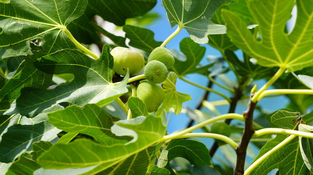 A fig tree bearing figs