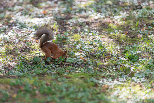Red squirrel searching for food among the lush greenery of a bright woodland clearing during a sunny afternoon