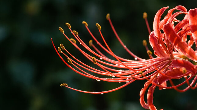Macro Close Up of Red Spider Lily Lycoris Radiata Long Stamens