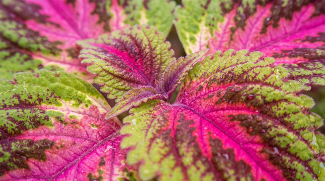 Macro Shot of Vibrant Pink and Green Coleus Solenostemon Leaf Pattern