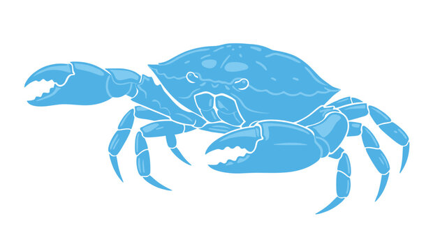 Detailed light blue crab vector illustration with large open claws shown from above on a solid white background.