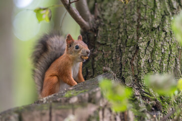 Fototapeta premium Charming red squirrel perched on a tree branch enjoying a tasty nut while surrounded by the beauty of nature in a serene forest setting