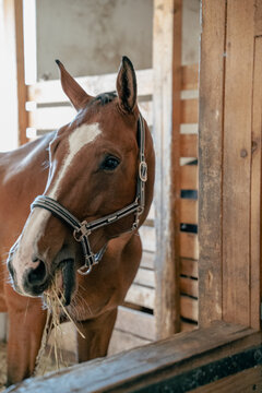 Brown horse eating hay inside a wooden stable stall