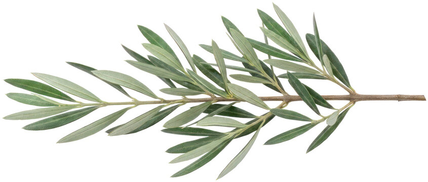 Green leafy branch with narrow foliage.