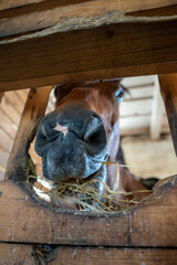 Fototapeta premium horse in stable