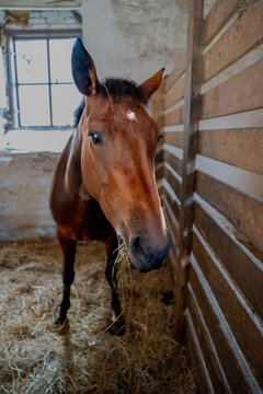 Brown horse eating hay inside a rustic wooden stable
