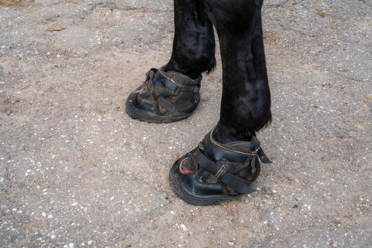 Horse wearing protective hoof boots on front legs