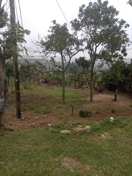 landscape with trees`rural South Africa, KwaZulu-Natal, avocado tree, village life, township, African landscape, communal tap, green grass, misty hills, subsistence farming, Africa`