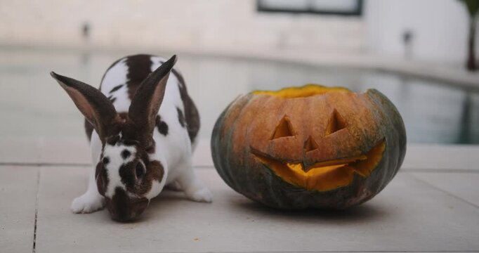 A close-up shot of a rabbit sitting next to an orange carved Halloween pumpkin. The main autumn holiday celebration in the backyard.