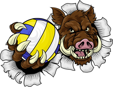 A boar razorback hog volleyball animal sports mascot holding a volley ball in his claw