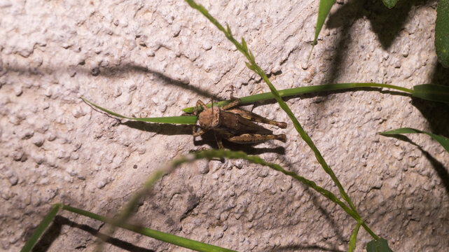 This insect is a grasshopper, specifically a member of the suborder Caelifera. Taken from Las Pinas, NCR, Philippines.