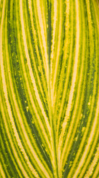 This leaf belongs to a Variegated Canna Lily (Canna indica or Canna &times; generalis), specifically matching popular cultivars known for their striking striped foliage. 