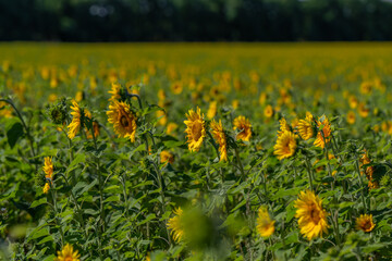 Obraz premium Expansive field of sunflowers swaying under the bright summer sun in a lush green landscape