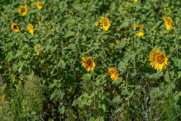 Fototapeta premium Vibrant sunflower field under bright blue sky during sunny afternoon