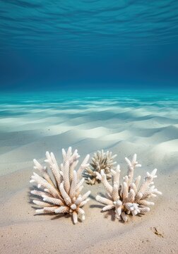 A detailed view of bleached white coral skeletons resting on the sea floor, highlighting the loss of life within fragile marine habitats, limestone, biodiversity, extinction