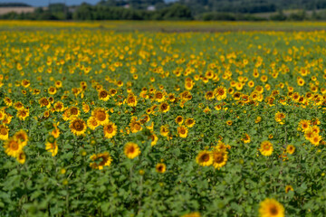 Obraz premium Vibrant sunflower fields stretching towards the horizon under a bright blue sky in the heart of summer
