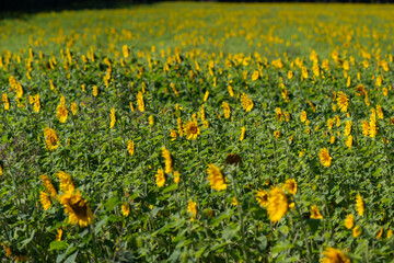 Obraz premium Vibrant field of sunflowers swaying under the bright sun in a picturesque rural landscape