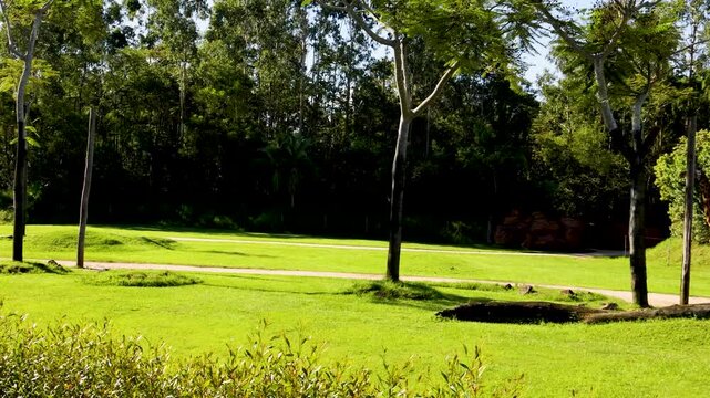 Giraffes and zebras roaming in green savanna landscape under sunny sky.