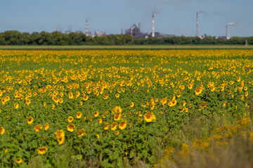 Obraz premium Vibrant sunflower field with industrial backdrop showcases nature's beauty and human impact on the landscape