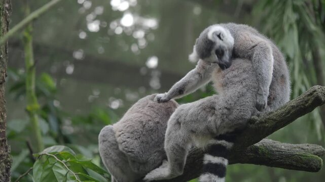 Two ring tailed lemurs grooming each other on tree branch in forest