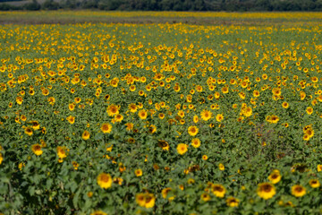 Obraz premium Vibrant sunflower field stretches endlessly under the clear blue sky creating a breathtaking scene of nature's beauty in full bloom